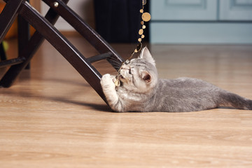 Kitten hunting on  sparkling beads in kitchen. It trying to bite bait.