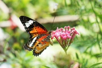 beautiful butterfly flower in nature garden