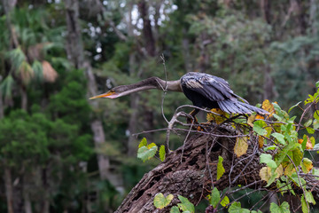 The great blue heron sitting on a tree. Taken in Chassahowitzka River, located West of Orlando,...