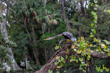 Naklejka premium The great blue heron sitting on a tree. Taken in Chassahowitzka River, located West of Orlando, Florida, United States.