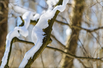 Winter forest in the countryside. South Butovo. Moscow. Russia