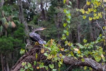 The great blue heron sitting on a tree. Taken in Chassahowitzka River, located West of Orlando, Florida, United States.