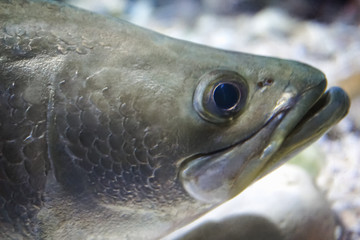 Close to the face of live sea bass fish