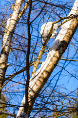 Winter forest in the countryside. South Butovo. Moscow. Russia