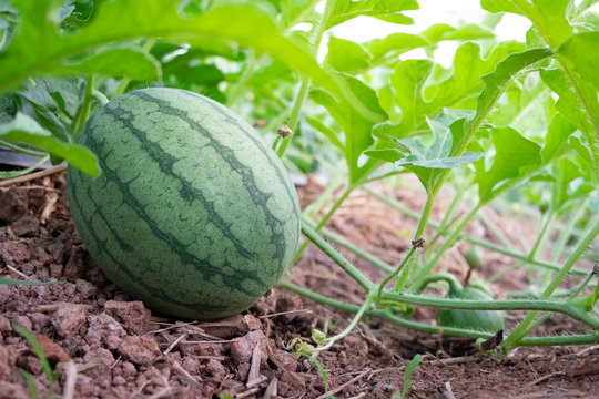 Green watermelon on plant vine growing on ground of organic agricultural farm.