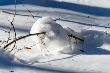 Winter forest in the countryside. South Butovo. Moscow. Russia