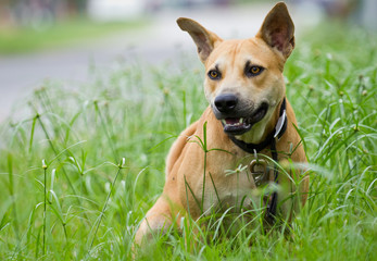 Dog sitting outside. Curious dog looking at something. Close-up of a young mix breed dog head outdoors in nature.