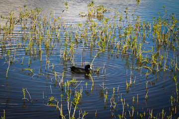Hawaiian coot bird at Kealia Pond National Wildlife Refuge
