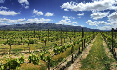 Fototapeta na wymiar This is a Vineyard in Cromwell, New Zealand. New Zealand distinctive wine growing regions are spread around the country. Blue sky, white clouds and fresh air made this place beautiful and enjoyable.