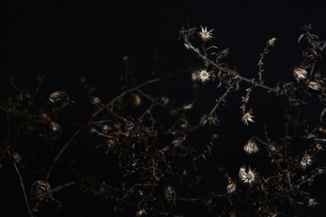 アンティークカラー植物 antique color plants 1