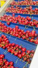 Many red cherries on conveyor belt.