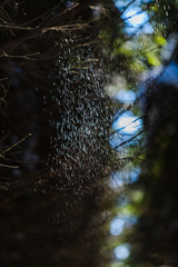 Winter forest in the countryside. South Butovo. Moscow. Russia