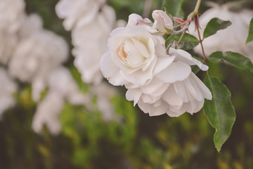 White flower close up - vintage processing