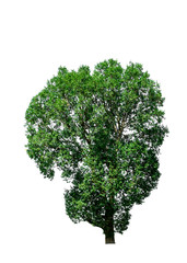 Fototapeta premium Isolated tree on white background