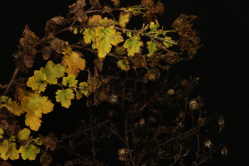 アンティークカラー植物 antique color plants 4