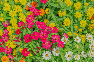 Obraz premium Flowers zinnia elegans. Color nature background.