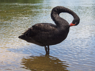 Naklejka premium black swan standing up and preening itself
