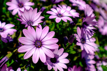 Obraz na płótnie Canvas Pink and purple bunch of flowers. With their bright colors and delicate look, flowers are naturally beautiful, they are flashy and they have a nice shape with a charming fragrance.