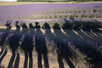 A group of friends enjoying taking photo and having fun in lavender farm in New Zealand. It was during summer and many tourists and visitors come here to enjoy blossoming lavender flowers.