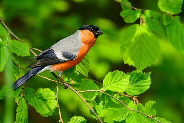 Eurasian Bullfinch, Pyrrhula pyrrhula