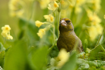 Greenfinch, Chloris chloris