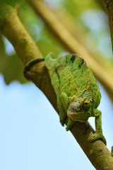 ジャクソンカメレオン