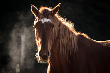 This is an image of horse with beautiful light from setting sun. The light and shadow produced a very dimensional look.  Horses are the most majestic and gentle animal on earth.