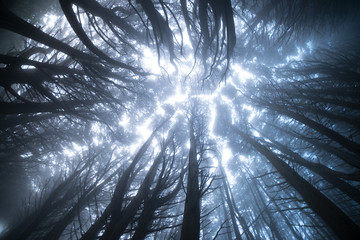 Looking up in cold dark forest. Cold misty foggy trees. Mystery, spooky, evil concept. Beautiful...