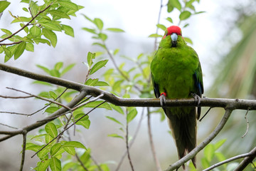 A cute parrot perched on a tree branch.