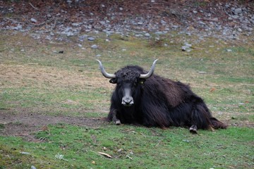 A black strong ox.