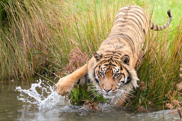 A tiger is looking for food in the water.