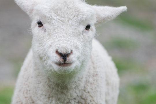 A simple portrait of a cute lamb.