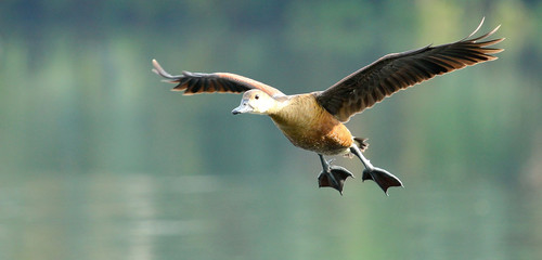 Shot ducks flying at a lake at local garden. Beautiful lighting and colors.  Some of them are...
