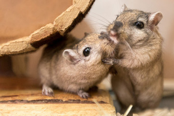 Cute adorable gerbils hamsters mice cuddle play together
