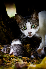 Fototapety na wymiar - Fototapeta24.pl