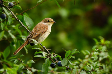 Red-backed Shrike, Lanius collurio