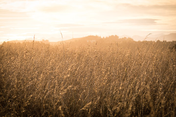 A field rice. It was early morning as the sun rises. It gives light and sunshine to the crops. This image is serene, tranquil, peaceful and relaxing. It is suitable for background use.