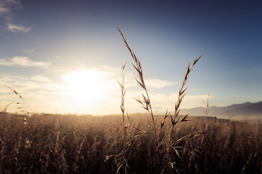 An image of a cultivation field as the sun rises. The sunshine is absorbed by the crops for energy. This image is suitable for background use. It can be used to express strength, growth, and survival.