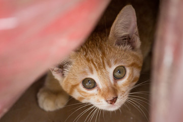 A scared kitten hiding. This is fear and frightened behavior.