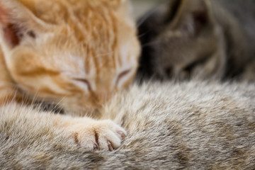 Fototapeta premium Newborn kittens drink milk from mother's breast.