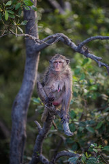 Lifestyle of monkeys in Chonburi,thailand.