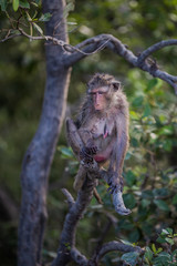 Lifestyle of monkeys in Chonburi,thailand.