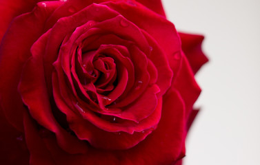 Beautiful image of a rose. This photo is very simple and neat. Suitable for background use.