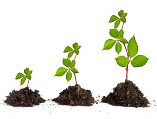 Saplings on white background