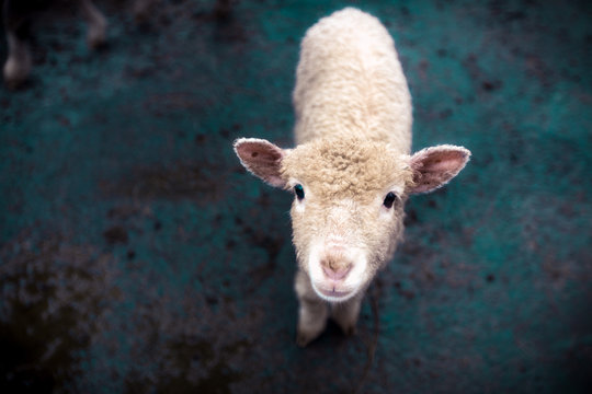 A young sheep looks into the camera.