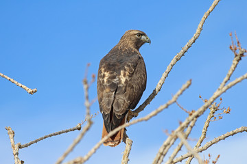 red-tailed hawk