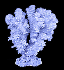 coral isolated on black background