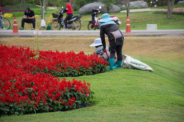 Gardener working and gardening at the garden in Singha Park at Chiangrai city in Chiang Rai, Thailand