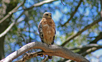 red-shouldered hawk