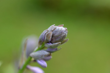 Summer sketches of flora and fauna.
